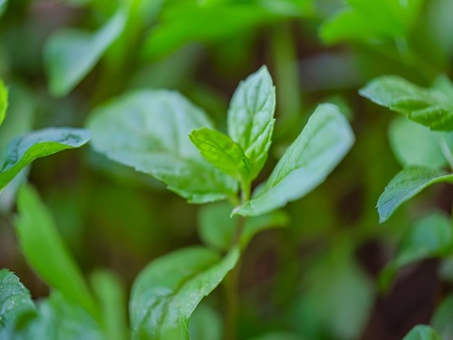 Acetato de mentila: um tempero perfumado que traz frescor e frescor